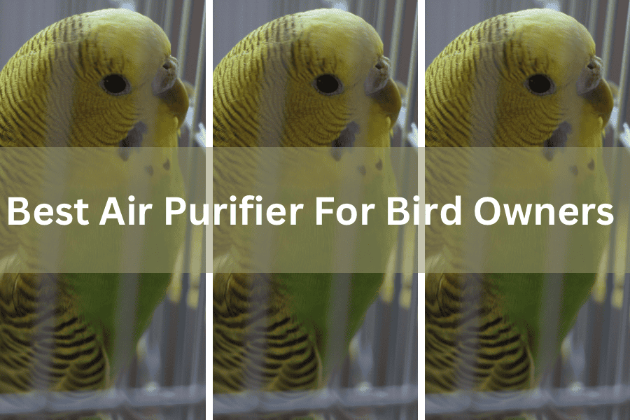 Best air purifier for bird owners 