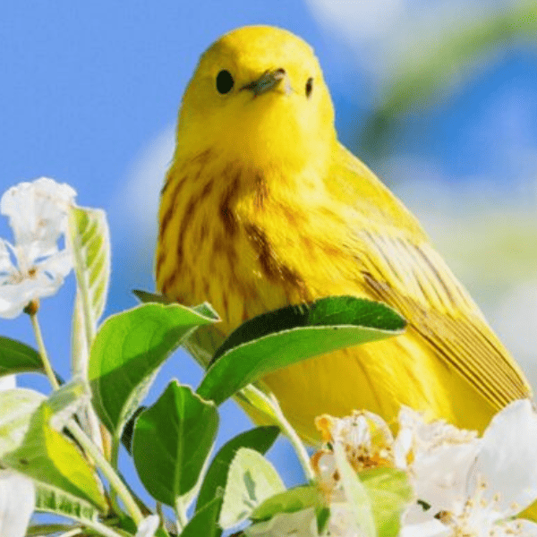 13 Best Air Purifier for Bird Owners: Eliminate Allergens